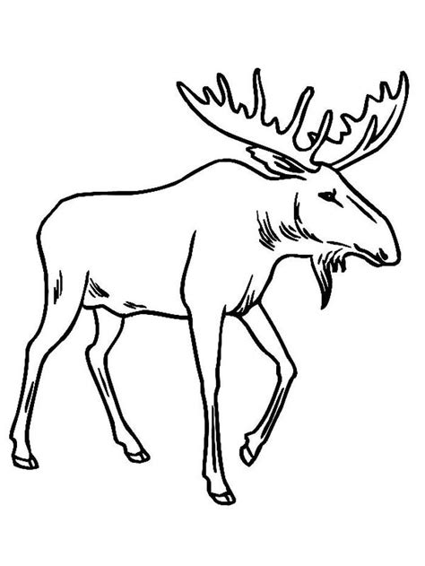 Moose Coloring Pages For Kids Pdf Printable