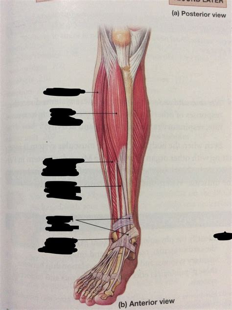 Muscles That Move The Foot And Toes Anterior Diagram Quizlet