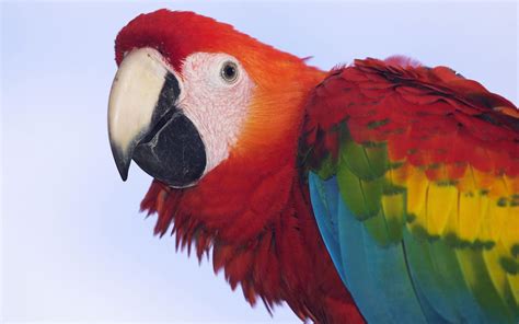 Profile Of A Scarlet Macaw Hd Wallpaper