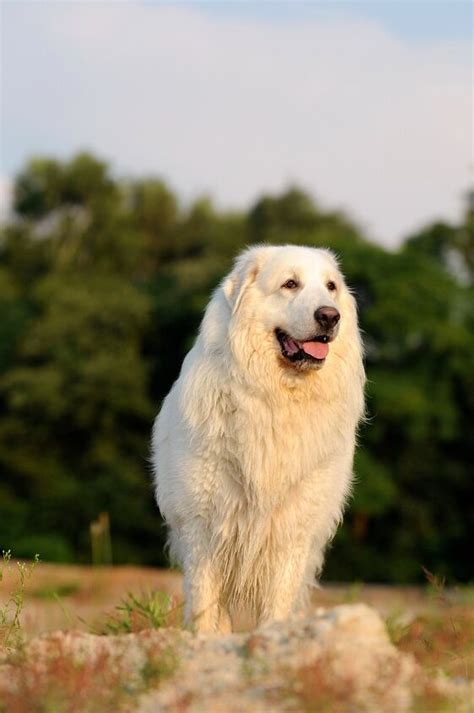 Great Pyrenees Dog Breed Information And Pictures Petguide Petguide