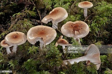 Waxy Am Photos And Premium High Res Pictures Getty Images