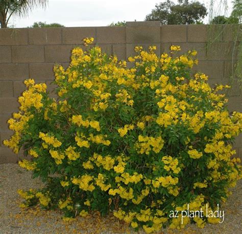 Blooms yellow flowers in spring and fall. Arizona Yellow Bells (Tecoma stans stans) full sun ...