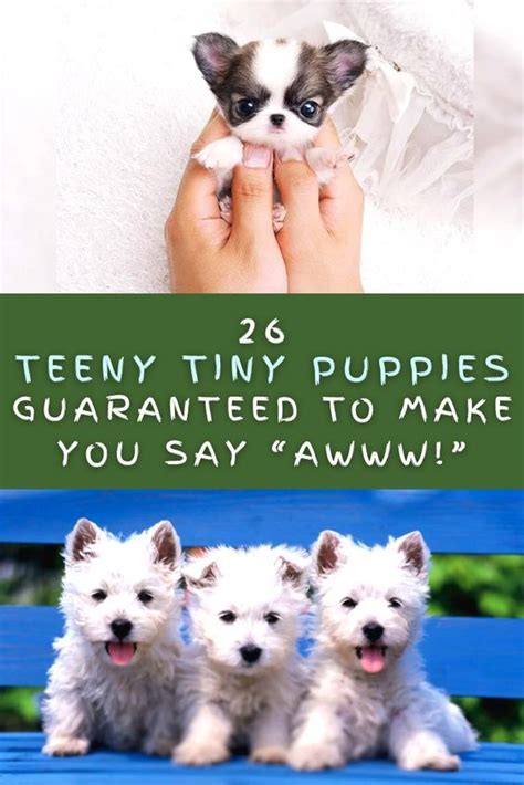 26 Teeny Tiny Puppies Guaranteed To Make You Say A Tiny Puppies