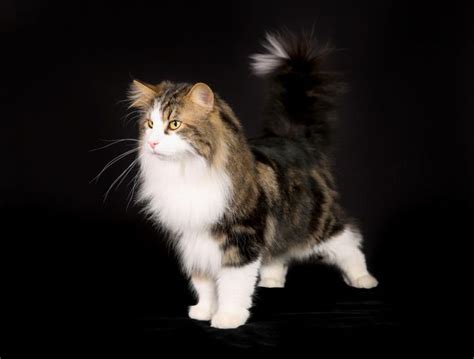 Pin On Norwegian Forest Cats
