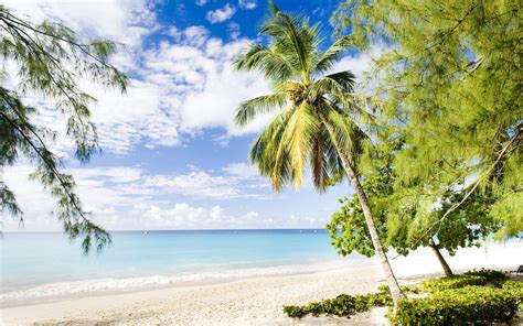 10 Brilliant Beaches In Barbados For Strolling Surfing And Snorkelling