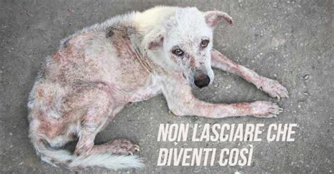 Dermatite nel cane : cause sintomi e cure - komepetfood