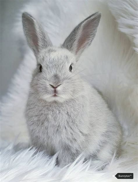 Best 25 Grey Bunny Ideas On Pinterest Fluffy Bunny Bunnies And