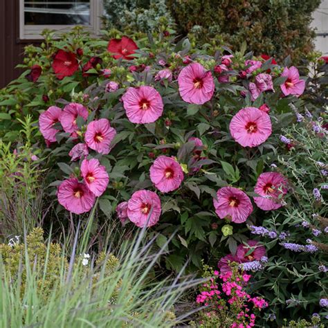 Hardy Hibiscus Add A Tropical Touch To The Garden Year After Year Horticulture