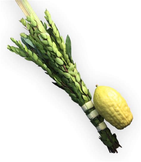 Etrog And Lulav Set Detailed Guide Well Packed Ship