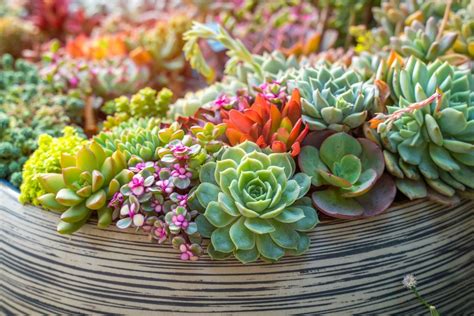 How To Grow Succulents A Beginner S Guide Better Homes And Gardens