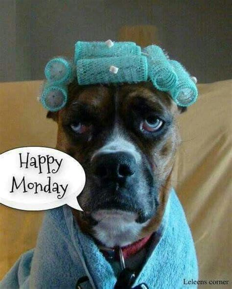 202 Best Images About Monday Monday On Pinterest