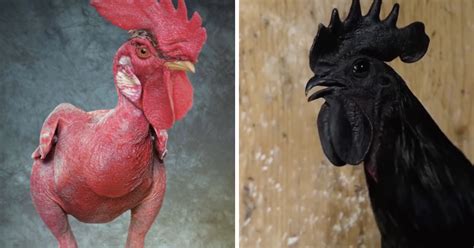 10 Of The Worlds Most Unusual Chicken Breeds The Hens Loft