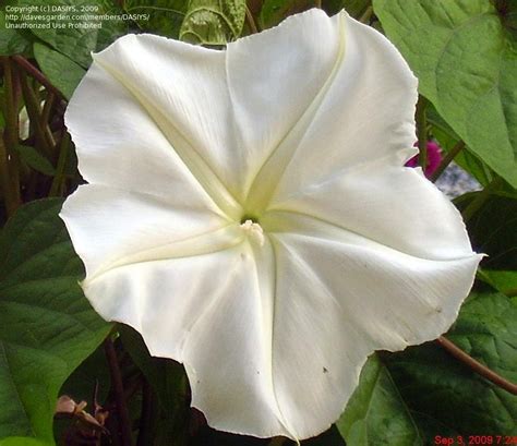 Plantfiles Pictures Ipomoea Species Moonflower Moon Vine Giant