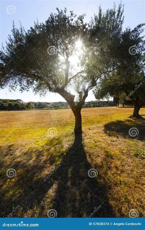 Olive Tree With Sun Behind On A Yellow Field Stock Photo Image Of