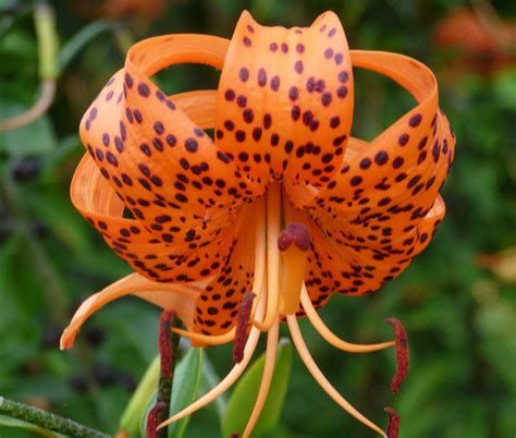 Lilium Lancifolium Var Splendens