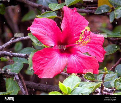 Hibiscus Stock Photo Alamy