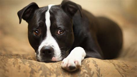 Pitbull Staff American Staffordshire Terrier Köpek Irkı Hakkında