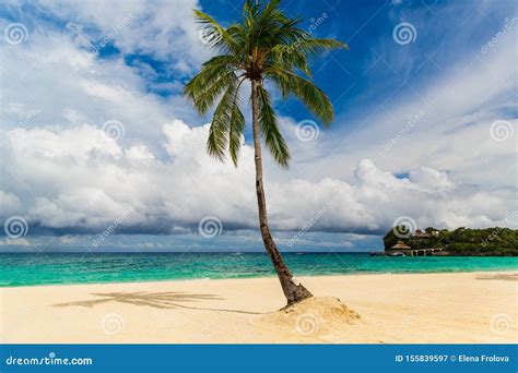 Dream Scene Beautiful Palm Tree Over White Sand Beach Stock Image