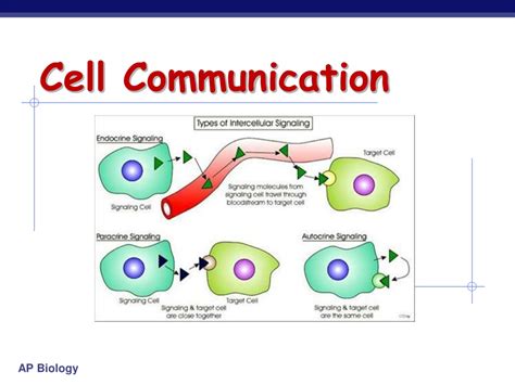Ppt Cell Communication Powerpoint Presentation Free Download Id640562