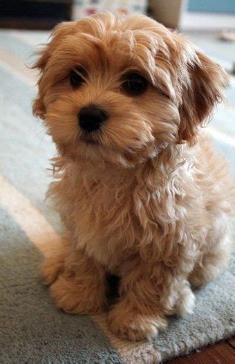 These are social cats that prefer constant company from their humans or other pets, so they don't get lonely. Pet's We Love: Top 5 Dogs That Are Ideal For Small Apartments