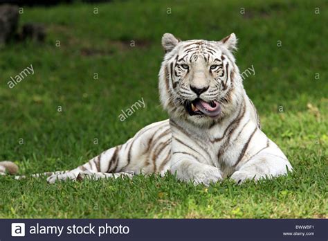 Birds can be omnivores, carnivores, or herbivores. ruhend - resting tiger tigers cat cats carnivore ...