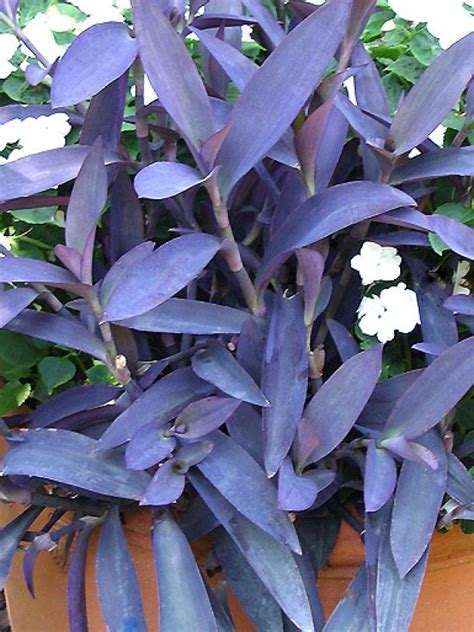 Plant With Purple Flowers And Green Leaves Weed Lynnes Horticultural