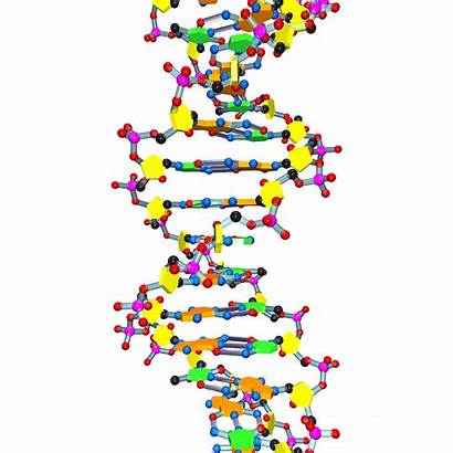 Dna Helix Clipart Kightley Russell Digital Cliparts