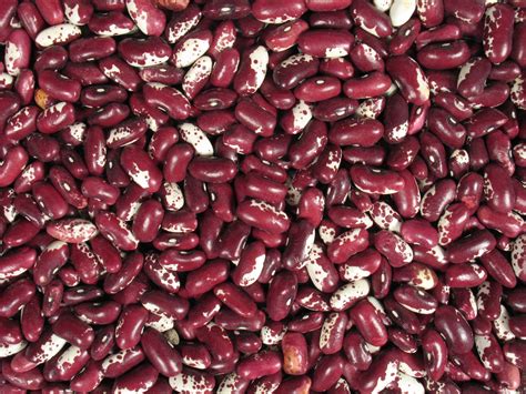 Red Kidney Beans Free Stock Photo Public Domain Pictures