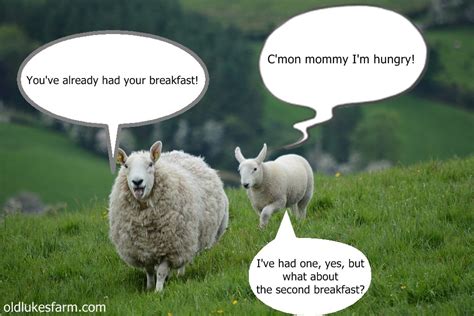 Funny Sheep Meme Captions Beautiful