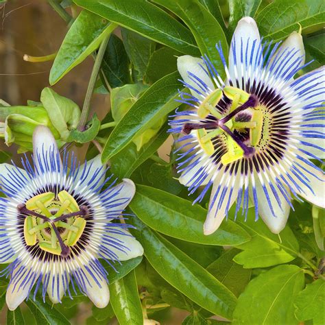Blue Passion Flower Plant For Sale | Passiflora Blue Crown - Easy To ...