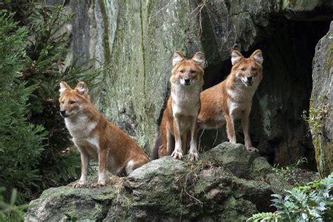 Pack Of Handsome Wild Dogs Debuts At Bronx Zoo Ap News