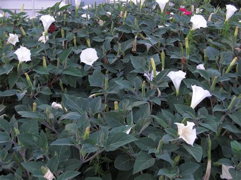 In some states, various ipomoea species are considered noxious weeds and may be prohibited. Windy Acres Diary: Moon Flowers and Wasp Stings