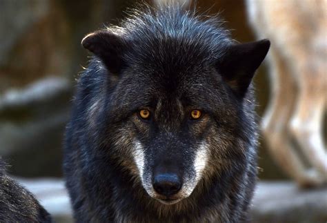 Black Wolf With Yellow Eyes Wallpaper