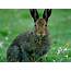 Hare & Rabbit Surveys – Worcestershire Mammal Group