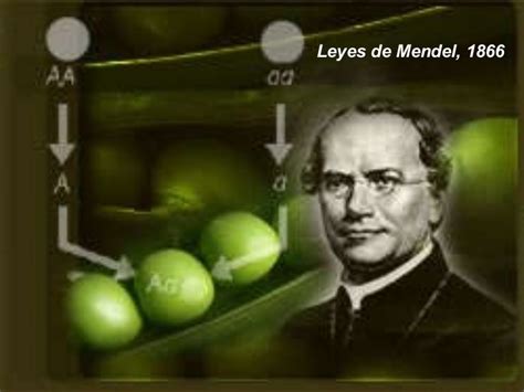 Tema 14 Leyes De Mendel