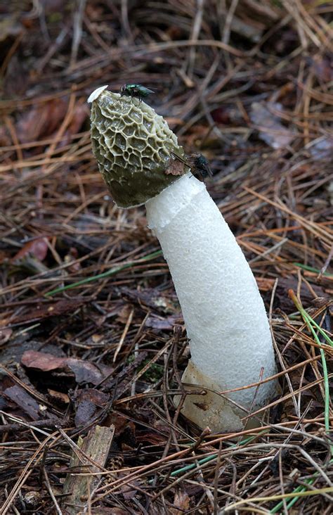 Stinkhorn Fungus Phallus Impudicus Photograph By Nigel Downer Pixels
