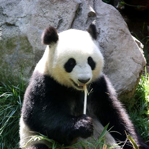 Giant Pandas And The Endangered Species List