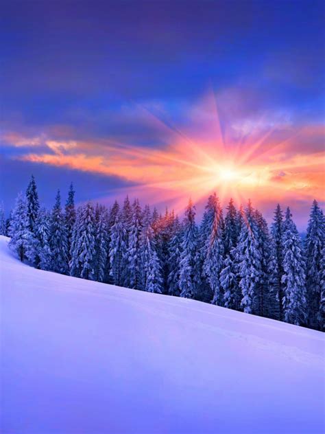 Free Download Wallpaper Winter Snow Pine Tree Tree Forest Sunset