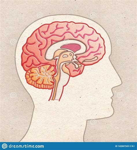 Human Anatomy Drawing Profile Head With Brain Sagittal Section Stock