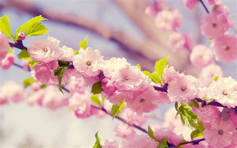 Free Download Wallpapers Pink Cute Flowers 1600x1000 For Your