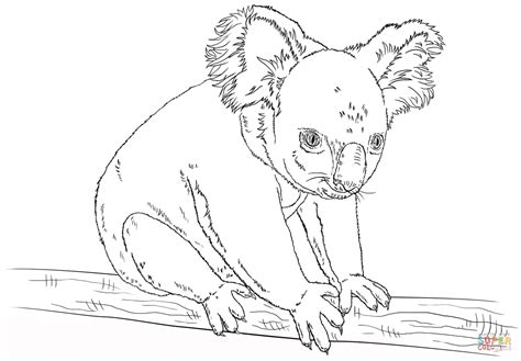 Gambar Koala Sitting Branch Coloring Page Free Printable Click Pages