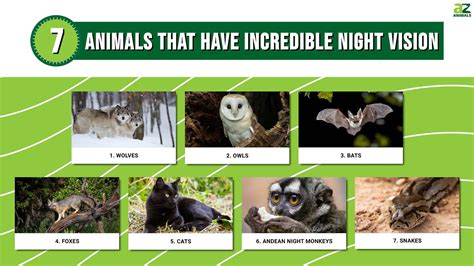 Discover 7 Animals That Have Incredible Night Vision A Z Animals