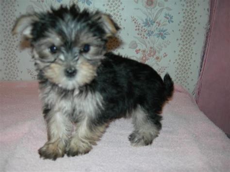 All 4 morkies are such lovable dogs that just love to sit with us. Beautiful baby Morkie boy for sale | Stockport, Greater Manchester | Pets4Homes
