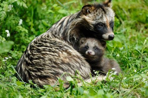 Pin On Animaltanuki