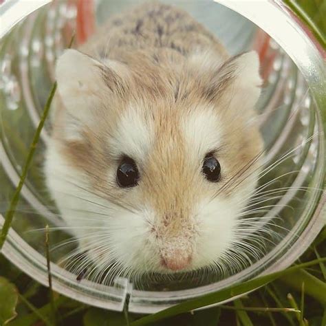 Clean The Hamsters Eyes Step By Step Pet Lifey