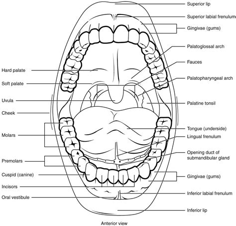 This Diagram Shows The Structure Of The Mouth The Teeth Lips Tongue