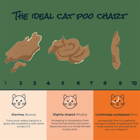 A Guide To Healthy Cat Poo Expert Advice Bella Duke
