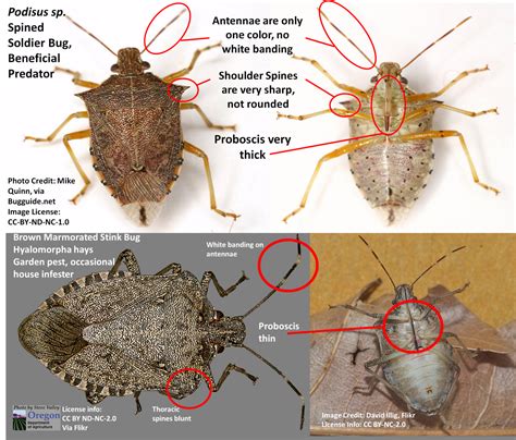 Stink Bugs Telling The Good Ones From The Bad Ones Ask An Entomologist