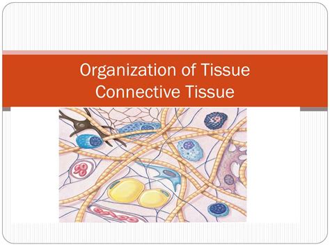 Ppt Organization Of Tissue Connective Tissue Powerpoint Presentation