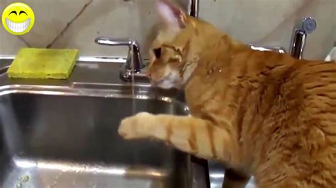 Hilarious Cat Antics Cat Videos Cat Clips Compilation Funny Cat Humor